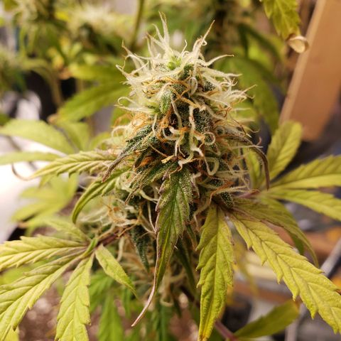 Geloctane  growlog photo: Couple more days 
