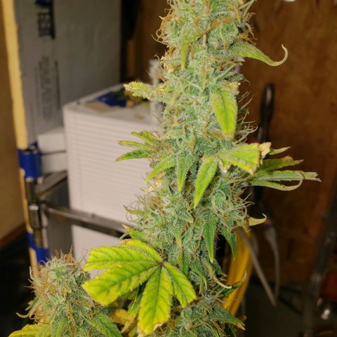 Geloctane  growlog photo: I'm chopping at least 2 down in a few days 