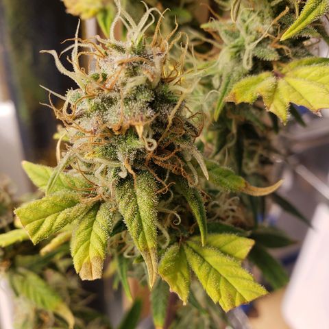Geloctane  growlog photo: I'm chopping at least 2 down in a few days 