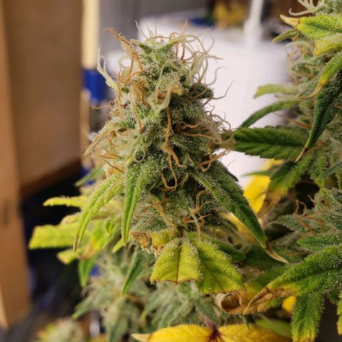 Geloctane  growlog photo: I'm chopping at least 2 down in a few days 