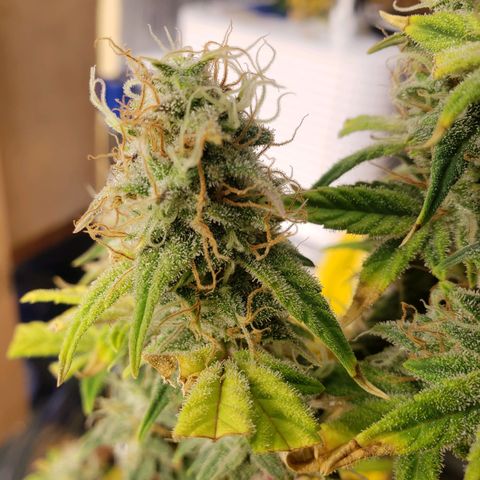 Geloctane  growlog photo: I'm chopping at least 2 down in a few days 