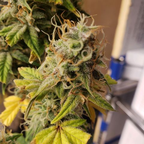 Geloctane  growlog photo: I'm chopping at least 2 down in a few days 