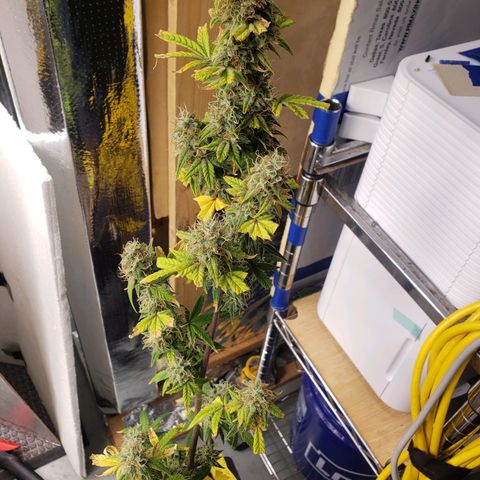 Geloctane  growlog photo: I'm chopping at least 2 down in a few days 