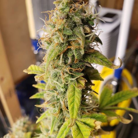 Geloctane  growlog photo: I'm chopping at least 2 down in a few days 