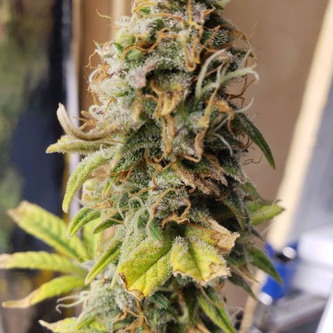 Geloctane  growlog photo: I'm chopping at least 2 down in a few days 