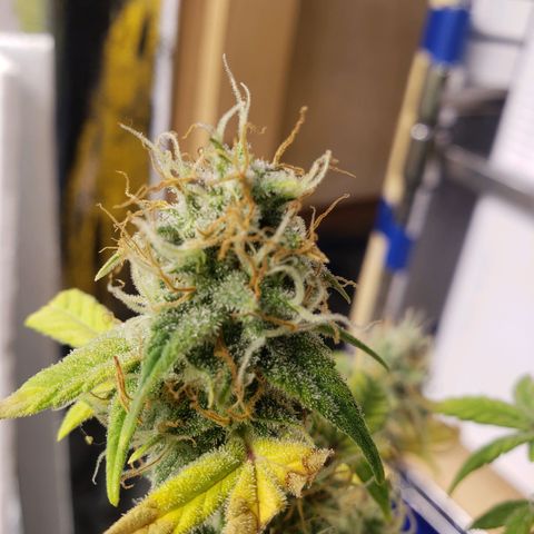 Geloctane  growlog photo: I'm chopping at least 2 down in a few days 