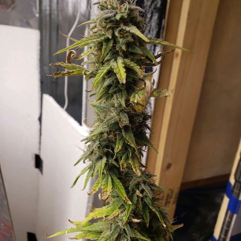 Geloctane  growlog photo: Couple more days 