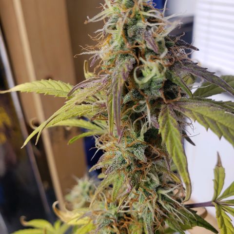 Geloctane  growlog photo: Couple more days 