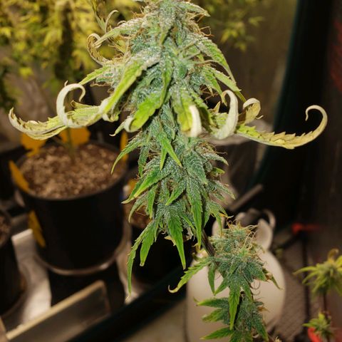 Geloctane  growlog photo: Couple more days 