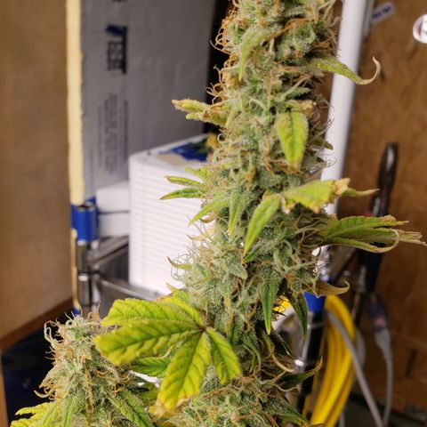 Geloctane  growlog photo: I'm chopping at least 2 down in a few days 