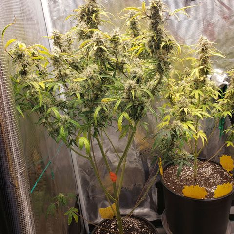 Geloctane  growlog photo: Going be some decent smoke 