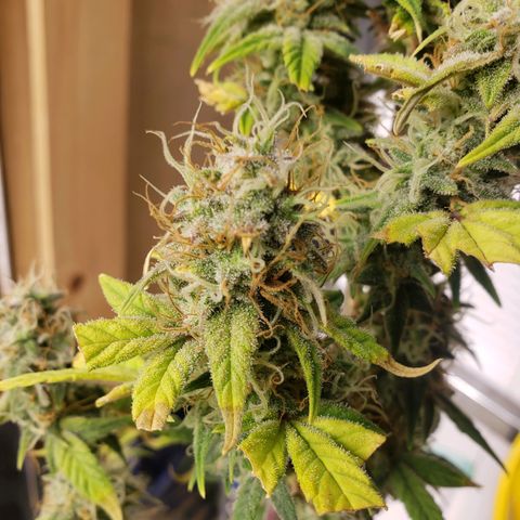 Geloctane  growlog photo: Going be some decent smoke 