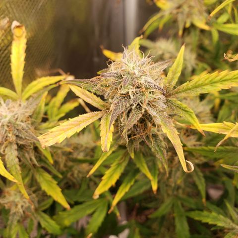 Geloctane  growlog photo: Going be some decent smoke 