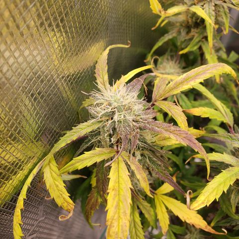 Geloctane  growlog photo: Going be some decent smoke 