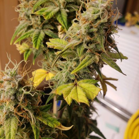 Geloctane  growlog photo: Going be some decent smoke 