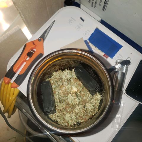 Geloctane  growlog photo: I hope that stinky skunk smell comes back again It's not as potent right nowSitting at around 59% humidity sitting at around 59% humidit