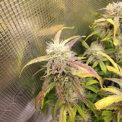 Geloctane  growlog photo: Temperature change really makes a difference in turning leafs purple 