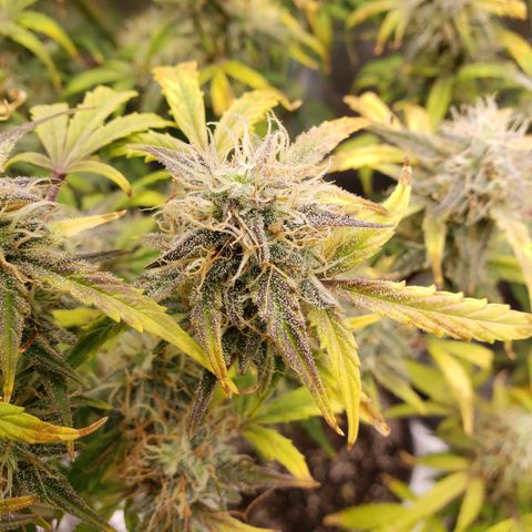 Geloctane  growlog photo: Temperature change really makes a difference in turning leafs purple 