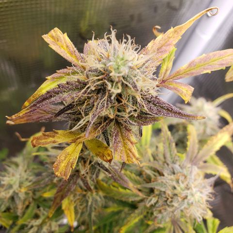 Geloctane  growlog photo: Temperature change really makes a difference in turning leafs purple 