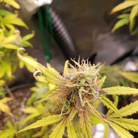 Geloctane  growlog photo: Temperature change really makes a difference in turning leafs purple 