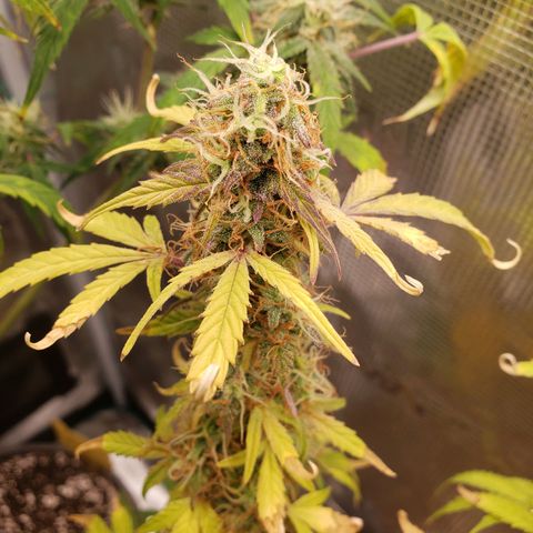 Geloctane  growlog photo: Temperature change really makes a difference in turning leafs purple 