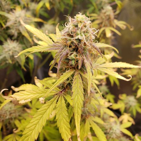 Geloctane  growlog photo: Temperature change really makes a difference in turning leafs purple 