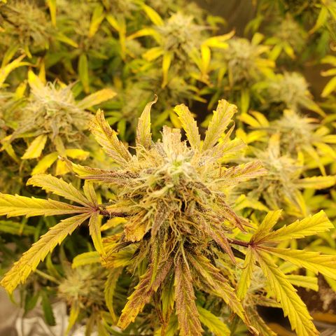 Geloctane  growlog photo: Temperature change really makes a difference in turning leafs purple 
