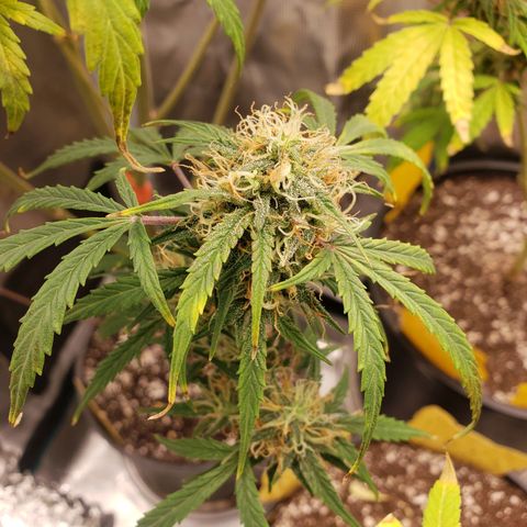 Geloctane  growlog photo: Temperature change really makes a difference in turning leafs purple 