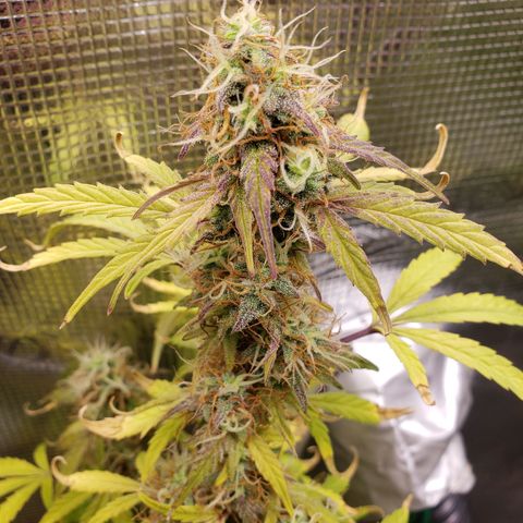 Geloctane  growlog photo: Temperature change really makes a difference in turning leafs purple 