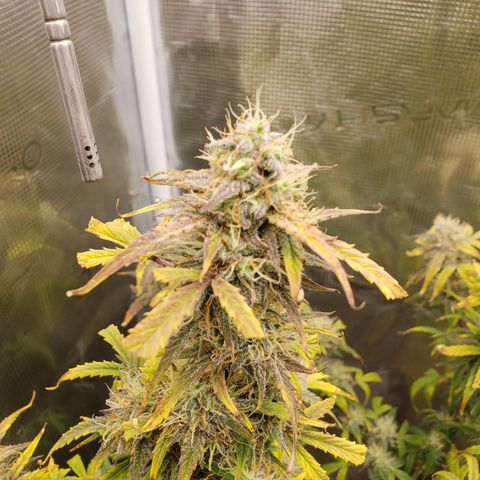 Geloctane  growlog photo: Temperature change really makes a difference in turning leafs purple 