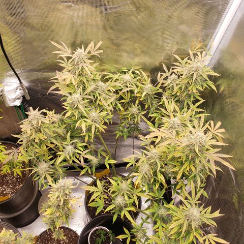 Geloctane  growlog photo: Intentionally not watering 3 plants so I can harvest them