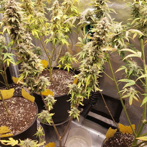 Geloctane  growlog photo: Intentionally not watering 3 plants so I can harvest them