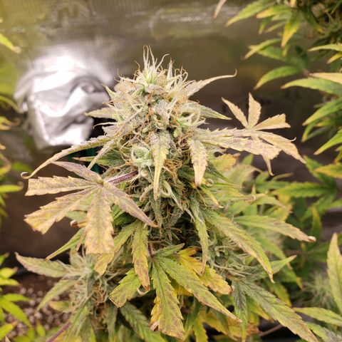 Geloctane  growlog photo: Intentionally not watering 3 plants so I can harvest them