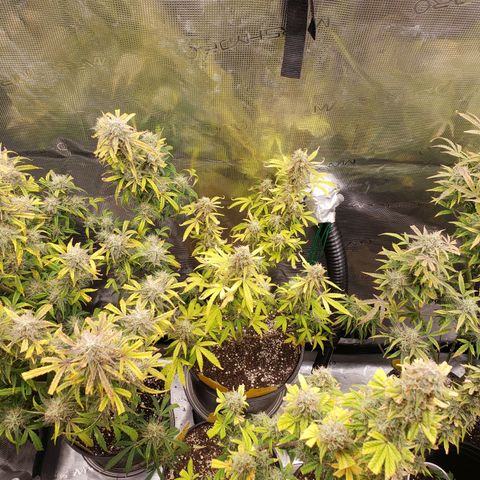 Geloctane  growlog photo: Intentionally not watering 3 plants so I can harvest them