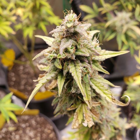 Geloctane  growlog photo: Intentionally not watering 3 plants so I can harvest them