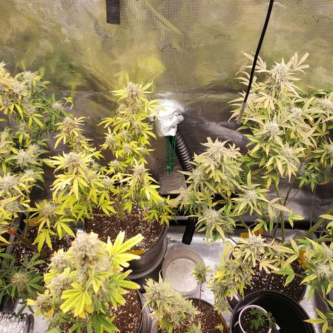 Geloctane  growlog photo: Intentionally not watering 3 plants so I can harvest them
