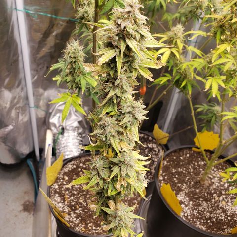 Geloctane  growlog photo: Intentionally not watering 3 plants so I can harvest them