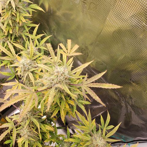 Geloctane  growlog photo: Intentionally not watering 3 plants so I can harvest them