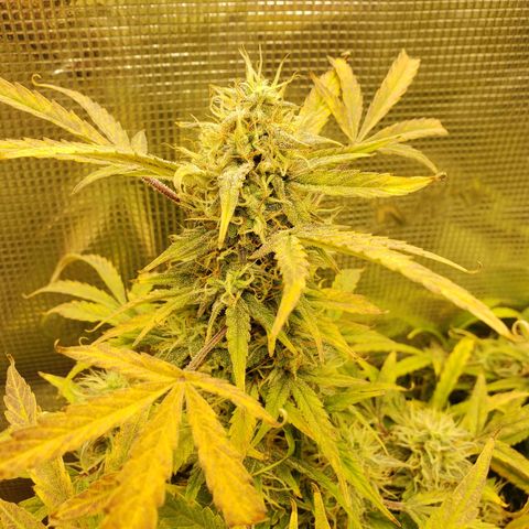 Geloctane  growlog photo: Intentionally not watering 3 plants so I can harvest them