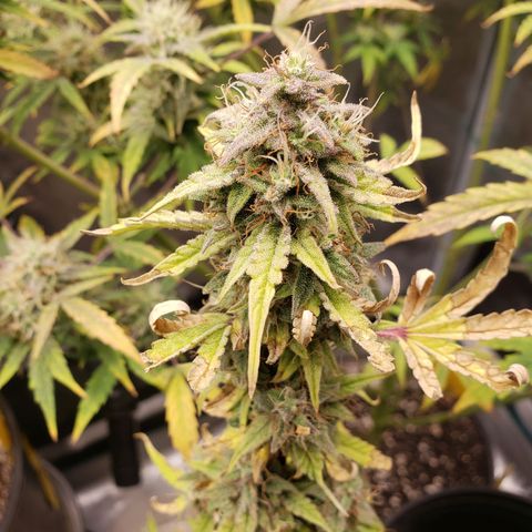 Geloctane  growlog photo: Intentionally not watering 3 plants so I can harvest them