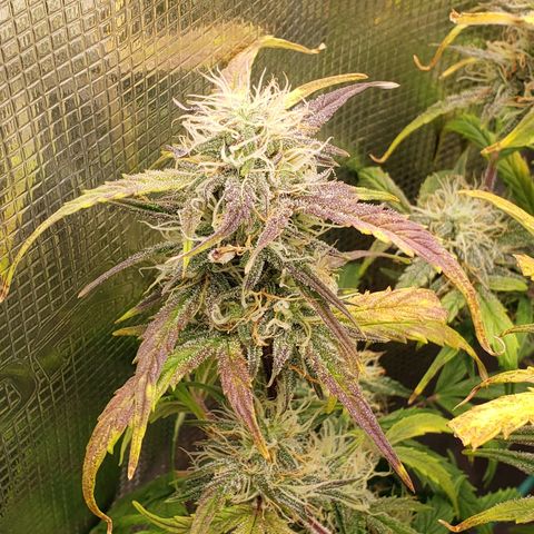 Geloctane  growlog photo: Harvesting soon 