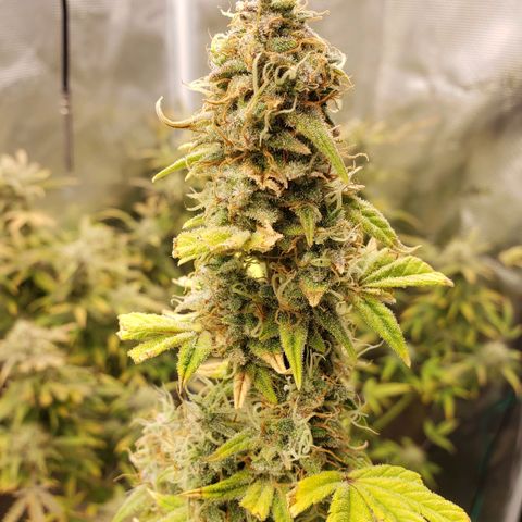 Geloctane  growlog photo: Harvesting soon 