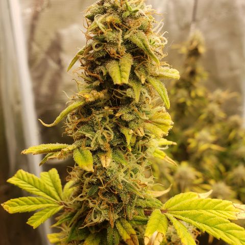 Geloctane  growlog photo: Harvesting soon 
