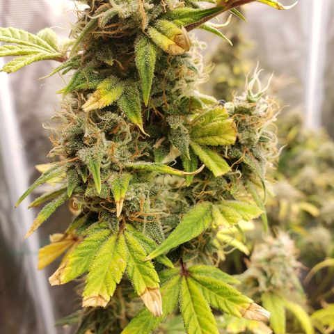 Geloctane  growlog photo: Harvesting soon 