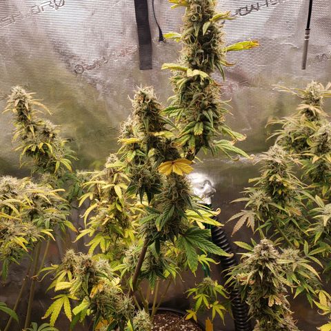 Geloctane  growlog photo: Harvesting soon 