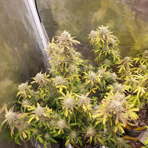 Geloctane  growlog photo: Harvesting soon 