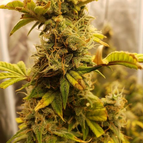 Geloctane  growlog photo: Harvesting soon 