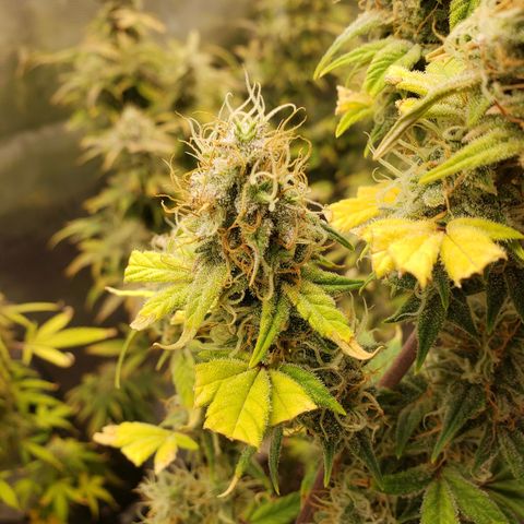 Geloctane  growlog photo: Harvesting soon 