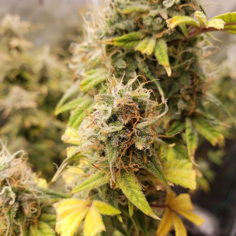 Geloctane  growlog photo: Harvesting soon 