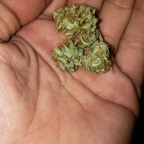 Geloctane  growlog photo: Super skunk auto dried for 2 weeks 1 week of curing today 
